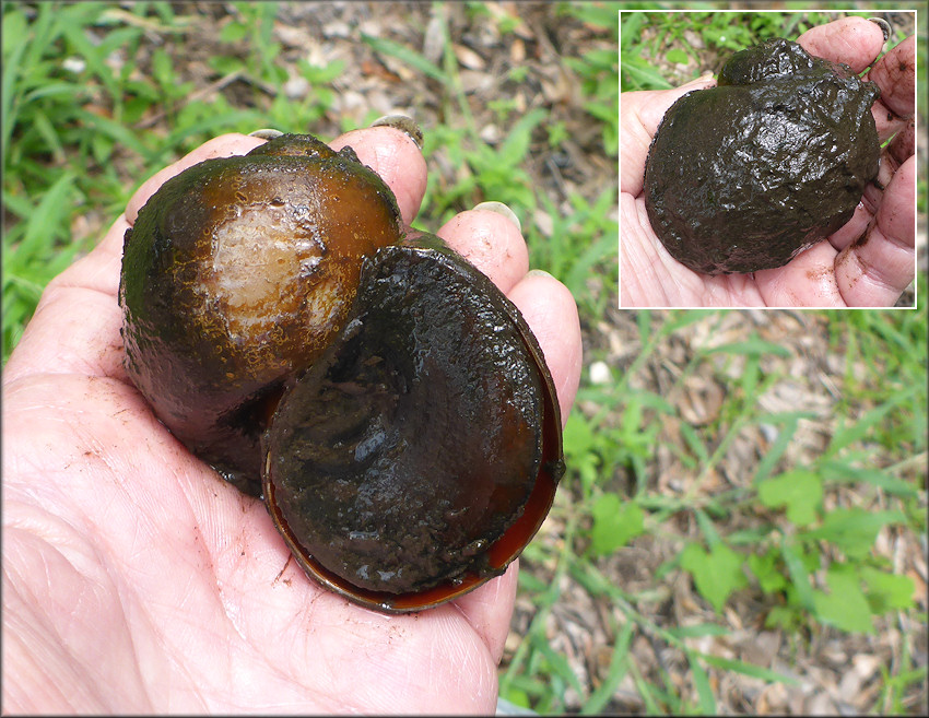 Channeled Apple Snail From Drainage System Just West Of Philips Highway (7/18/2018)