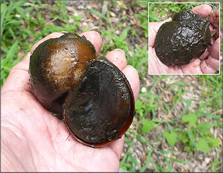 Channeled Apple Snail From Drainage System Just West Of Philips Highway (7/18/2018)