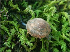 Stenotrema angellum Hubricht, 1958 Kentucky Slitmouth