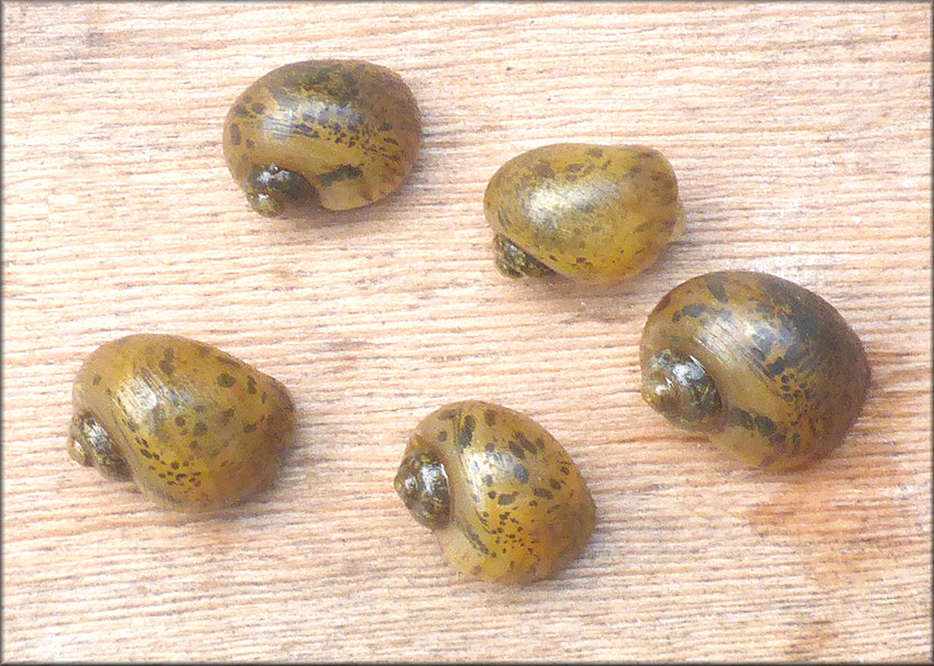 Juvenile Channeled Apple Snails From Drainage System Just West Of Philips Highway (7/21/2018)