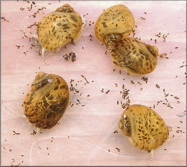 Juvenile Channeled Apple Snails From Drainage System Just West Of Philips Highway (7/21/2018)