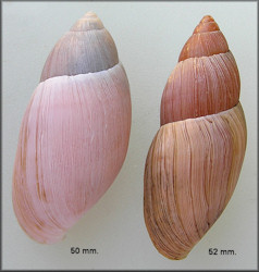 Euglandina rosea (Frussac, 1821) Variability