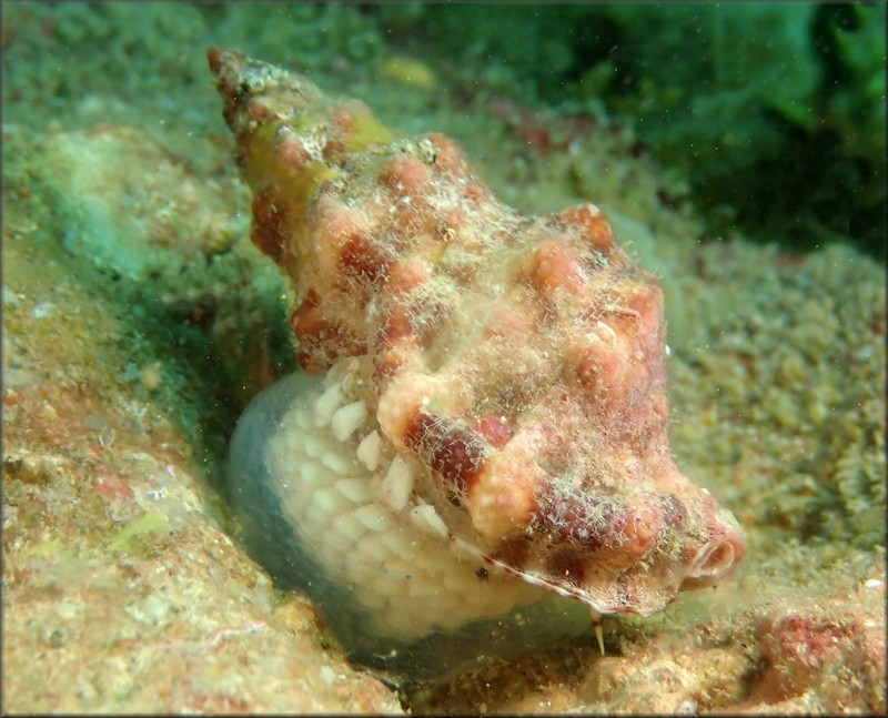 Dulcerana cubaniana (d'Orbigny, 1847) Granular Frogsnail With Eggs