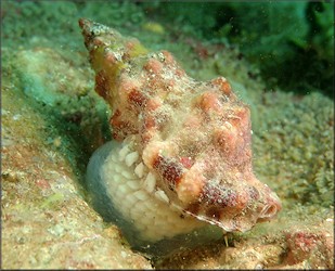 Dulcerana cubaniana (d'Orbigny, 1847) Granular Frogsnaill With Eggs