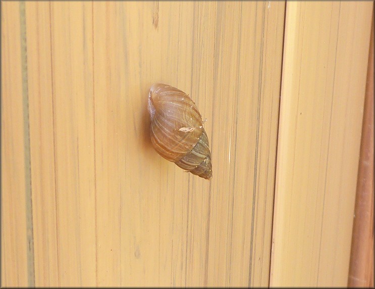 Bulimulus sporadicus At  Baptist Medical Center Beaches In Jacksonville Beach