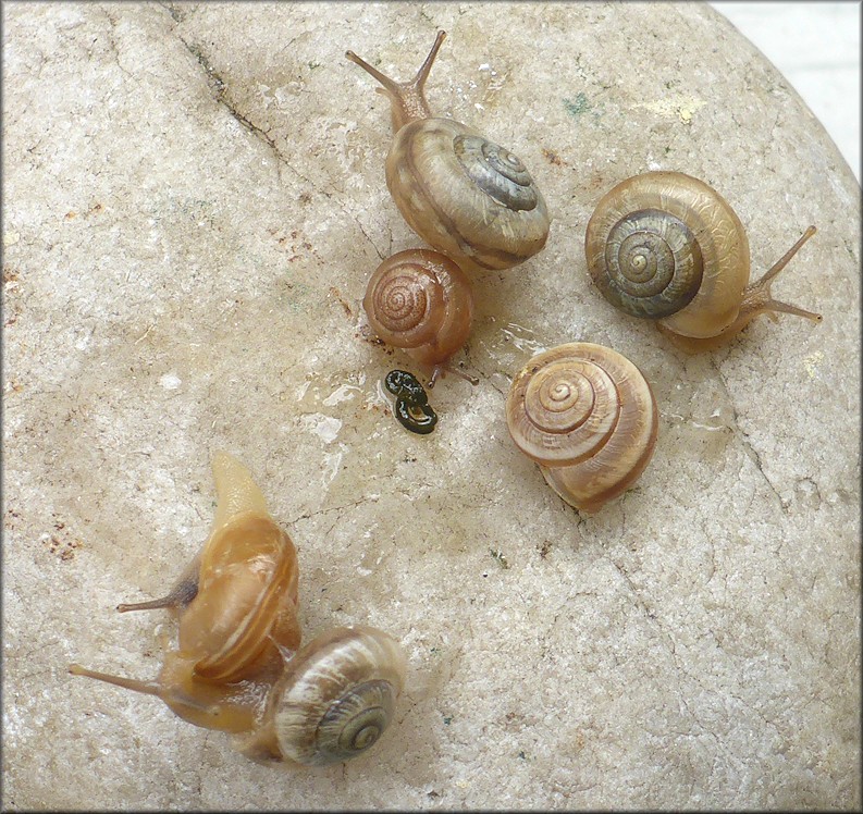 Praticolella jejuna (Say, 1821) Florida Scrubsnail