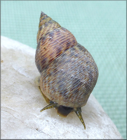 Littoraria angulifera (Lamarck, 1822) Mangrove Periwinkle