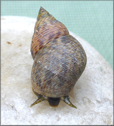 Littoraria angulifera (Lamarck, 1822) Mangrove Periwinkle