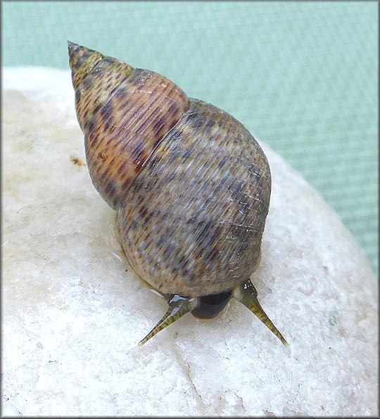 Littoraria angulifera (Lamarck, 1822) Mangrove Periwinkle