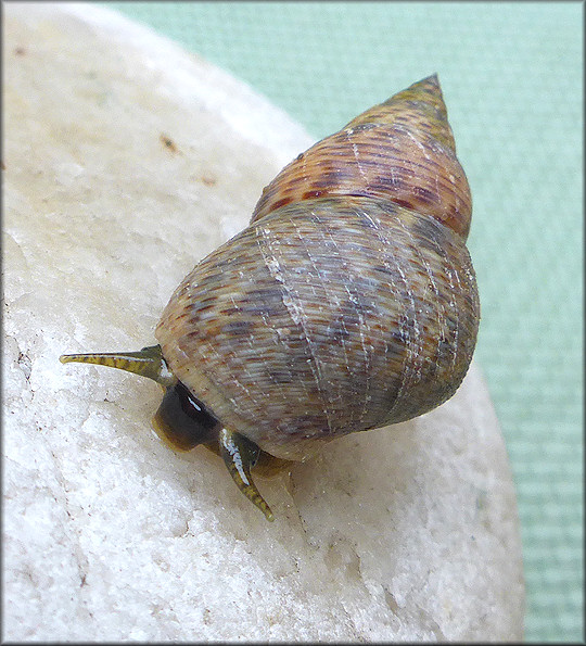 Littoraria angulifera (Lamarck, 1822) Mangrove Periwinkle