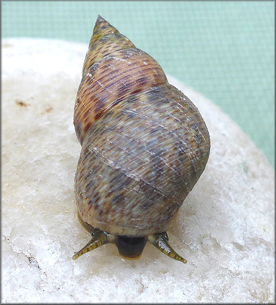 Littoraria angulifera (Lamarck, 1822) Mangrove Periwinkle