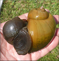 Pomacea canaliculata (Lamarck, 1822) From Drainage System Just East Of Philips Highway