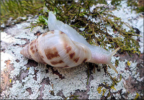 Drymaeus dormani (W. G. Binney, 1857) Manatee Treesnail