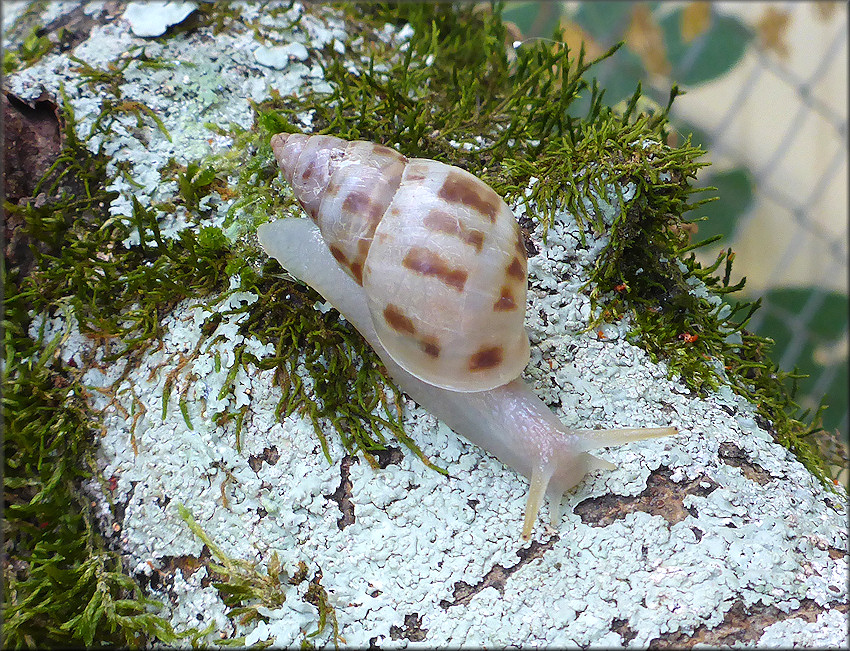 Drymaeus dormani (W. G. Binney, 1857) Manatee Treesnail