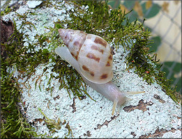 Drymaeus dormani (W. G. Binney, 1857) Manatee Treesnail