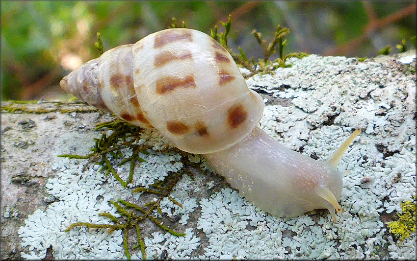 Drymaeus dormani (W. G. Binney, 1857) Manatee Treesnail