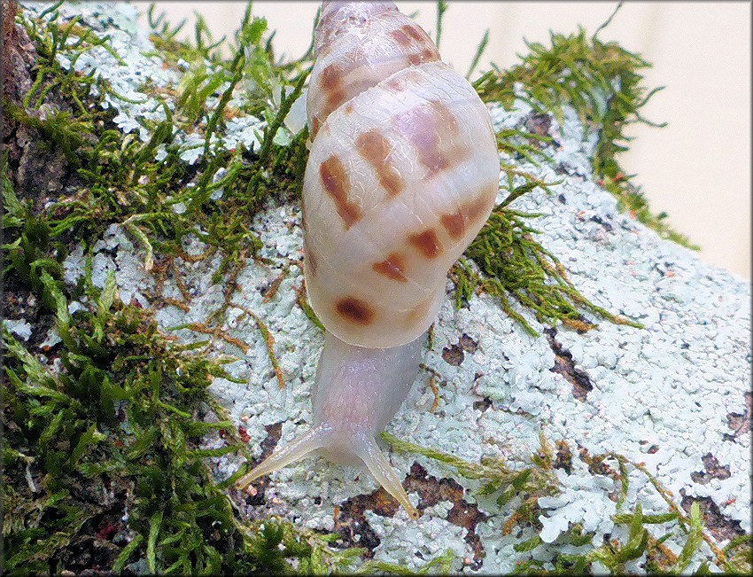 Drymaeus dormani (W. G. Binney, 1857) Manatee Treesnail