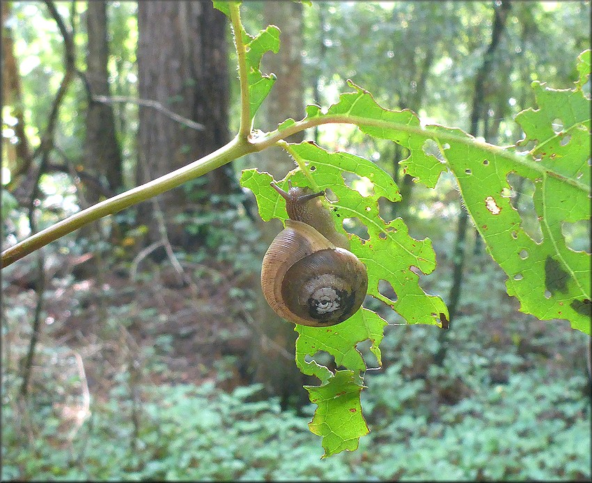 Mesodon thyroidus (Say, 1817) White-lip Globe Up A Tree And Out On A Limb