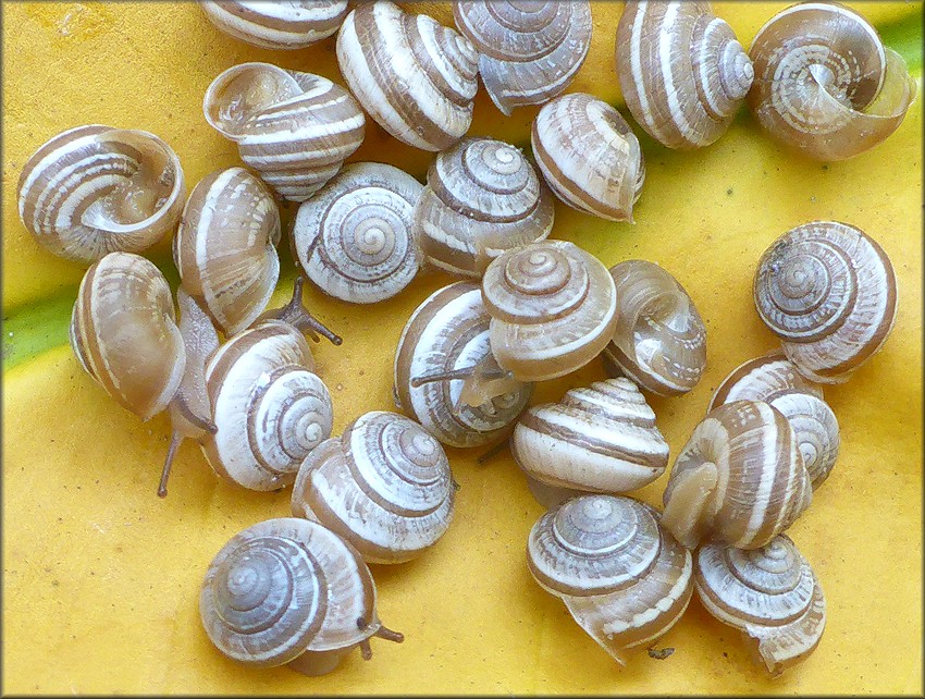 Praticolella griseola (L. Pfeiffer, 1841) Vagrant Scrubsnail