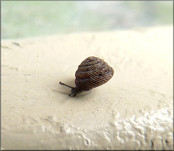 Strobilops aeneus Pilsbry, 1926 Bronze Pinecone