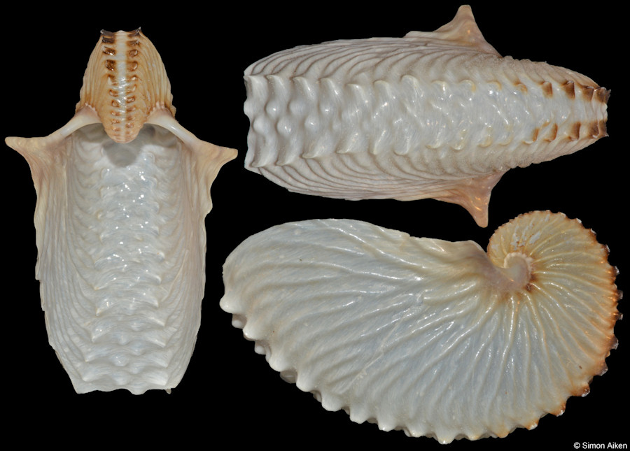 Argonauta cornuta Conrad, 1854