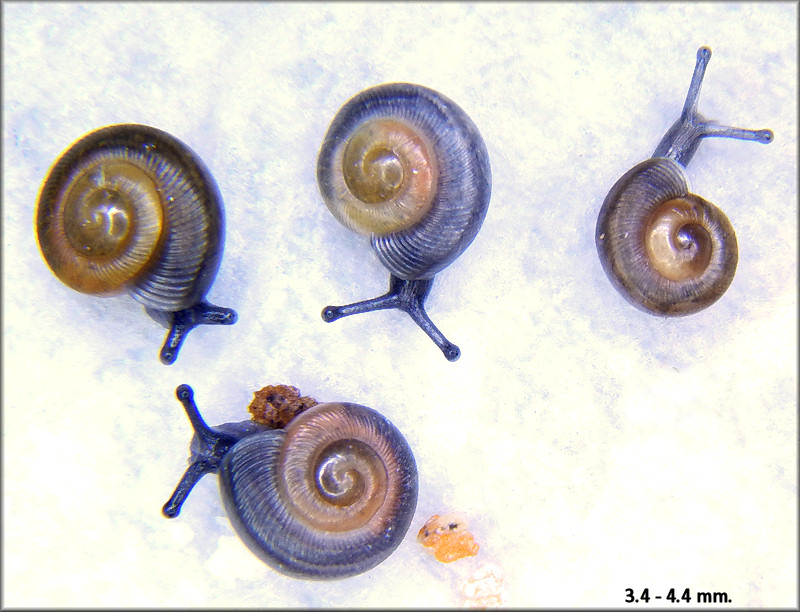 Triodopsis hopetonensis (Shuttleworth, 1852) hatchlings