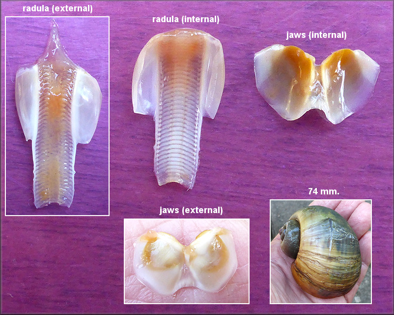 Pomacea canaliculata (Lamarck, 1822) Chitinous Jaws And Radula