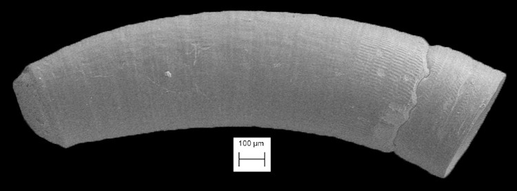 Caecum striatum de Folin, 1868 Striate Caecum