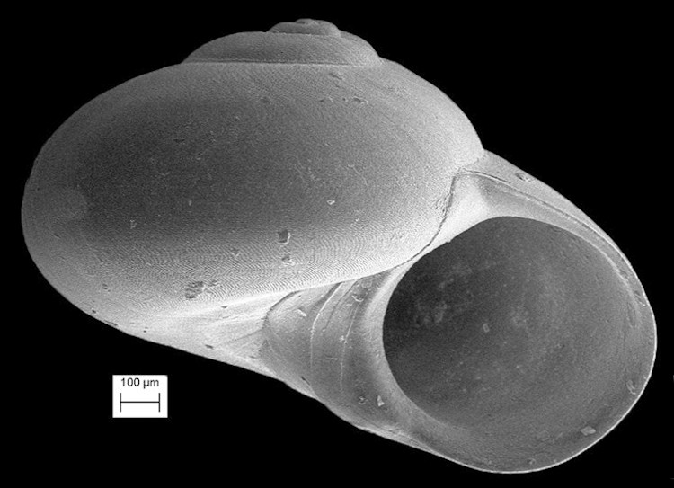 Teinostoma incertum Pilsbry and McGinty, 1945 Uncertain Vitrinella