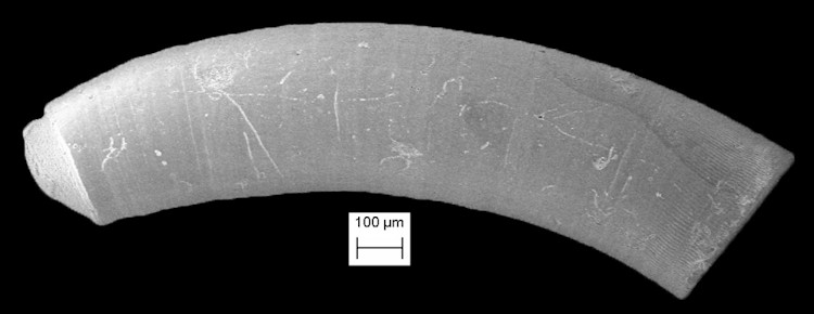 Caecum striatum de Folin, 1868 Striate Caecum