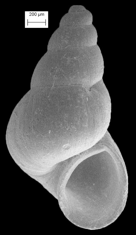 cf. Aphaostracon theiocrenatum F. Thompson, 1968 Hydrobe 1