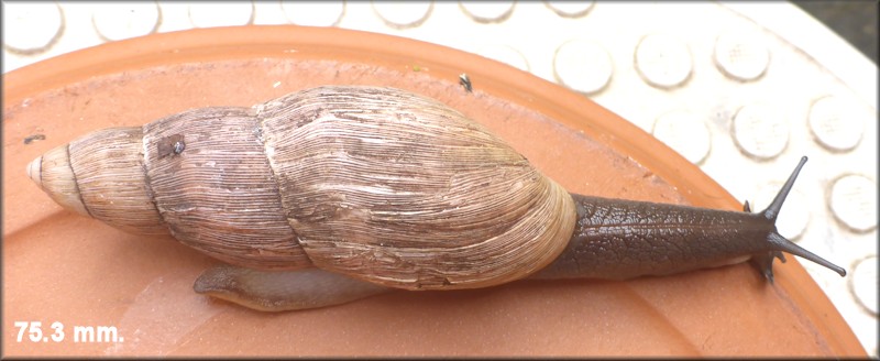 Euglandina rosea (Frussac, 1821) Rosy Wolfsnail - Very Large Specimen