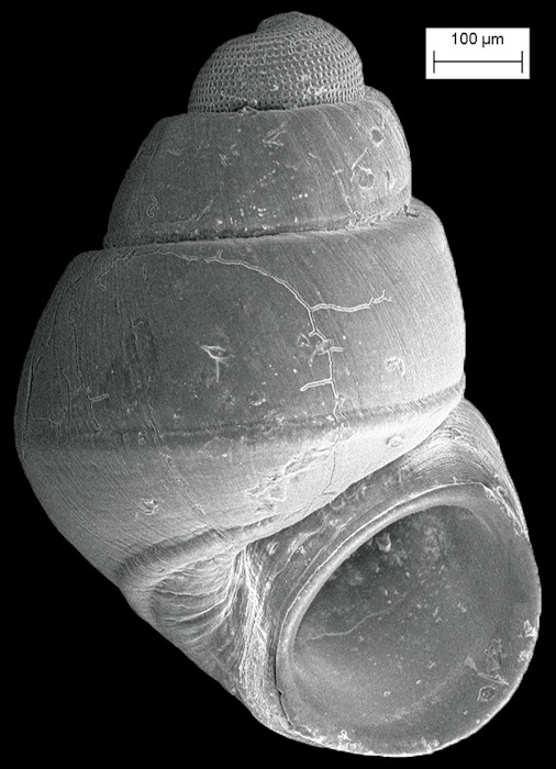 Amphithalamus rauli Roln, 1991 Rauls Barleysnail