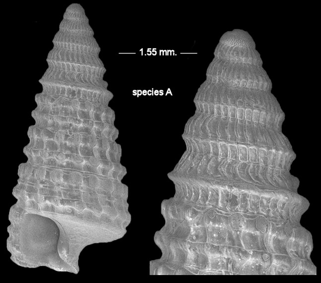 Triphora species A, C, E, G