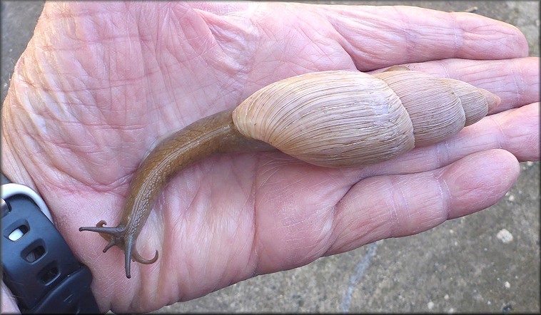 Euglandina rosea (Frussac, 1821) Rosy Wolfsnail - Very Large Specimen