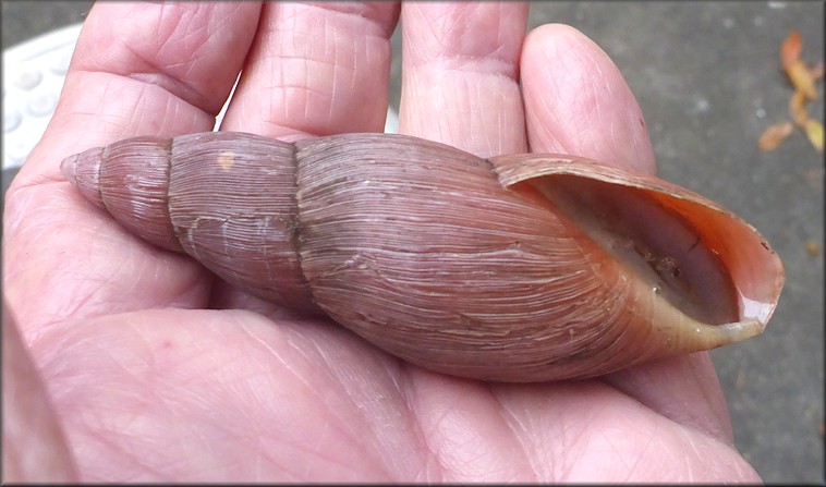 Euglandina rosea (Frussac, 1821) Rosy Wolfsnail Large Specimens