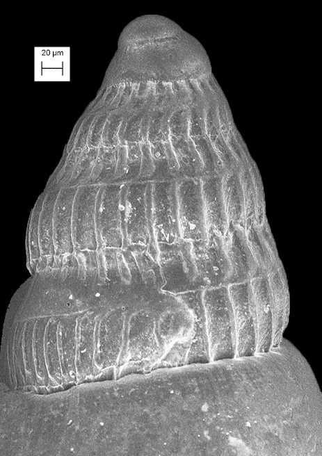 Alaba incerta (d’Orbigny, 1842) Varicose Cerith Juvenile