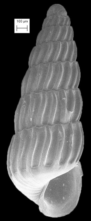 Turbonilla (Chemnitzia) abrupta Bush, 1899