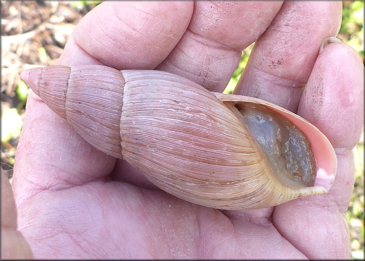 Euglandina rosea (Frussac, 1821) Rosy Wolfsnail - Very Large Specimen