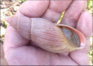 Euglandina rosea (Férussac, 1821) Rosy Wolfsnail - Very Large Specimen