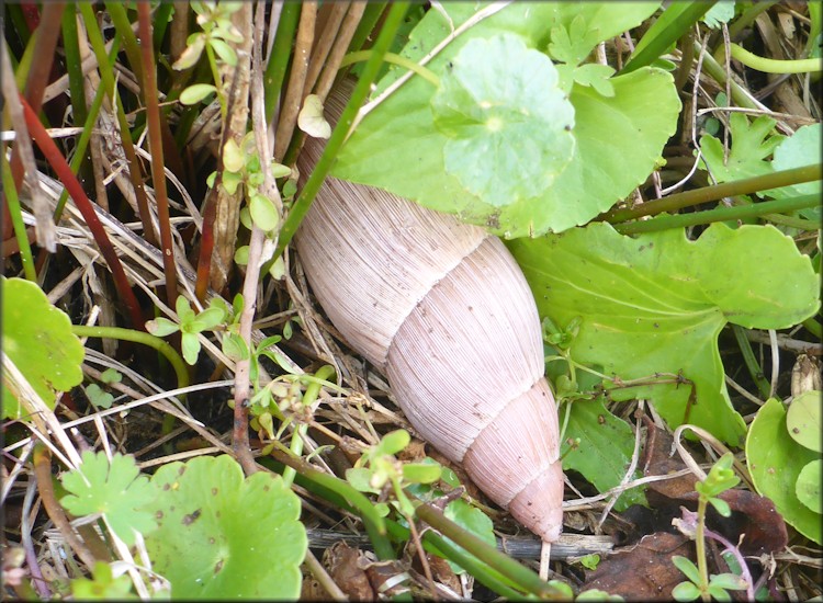 Euglandina rosea (Frussac, 1821) Rosy Wolfsnail - Very Large Specimen