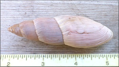 Euglandina rosea (Férussac, 1821) Rosy Wolfsnail - Very Large Specimen