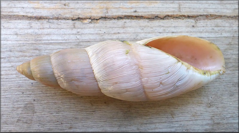 Euglandina rosea (Frussac, 1821) Rosy Wolfsnail - Very Large Specimen