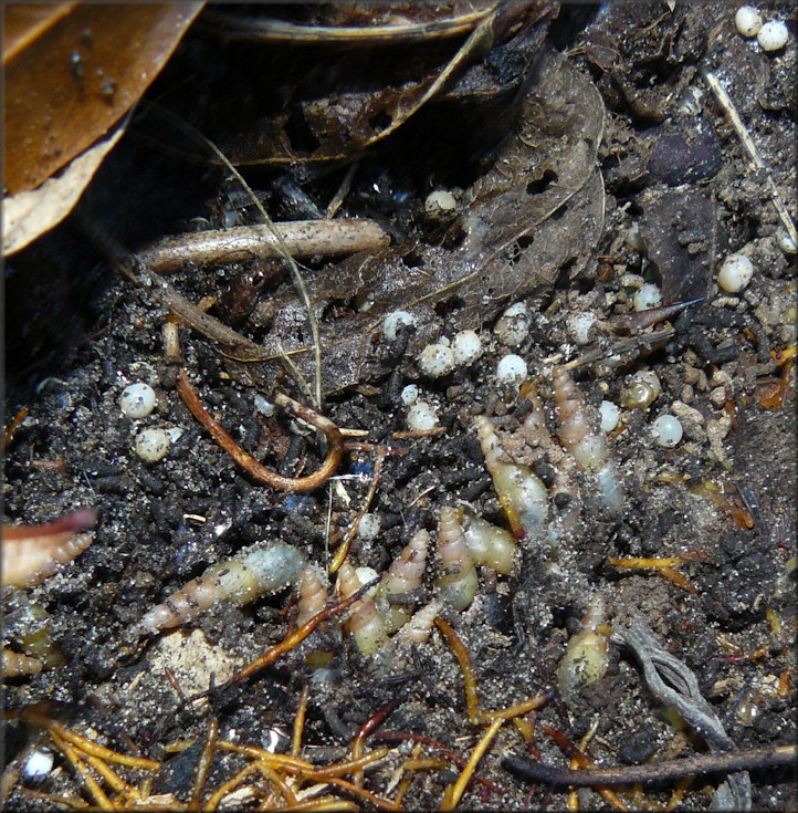 Allopeas gracile (Hutton, 1834) Graceful Awlsnail Mating Aggregation