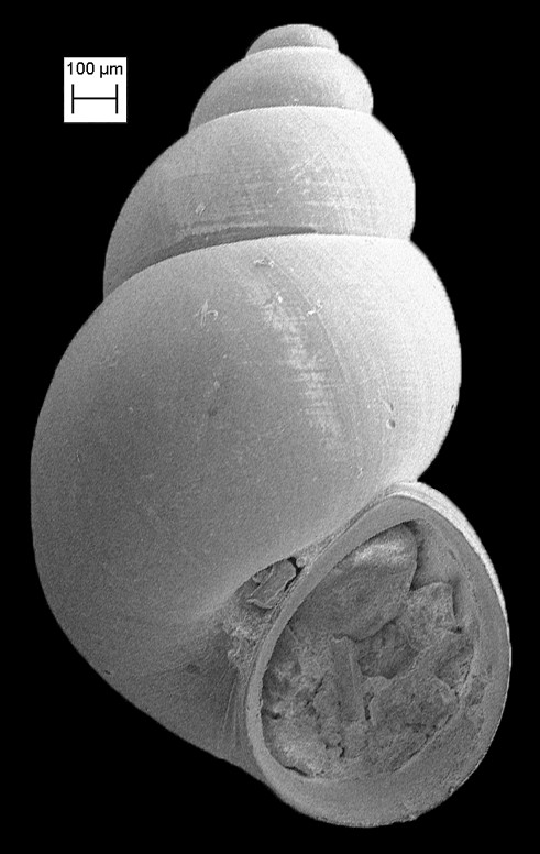 Littoridinops monroensis (Frauenfeld, 1863) Cockscomb Hydrobe