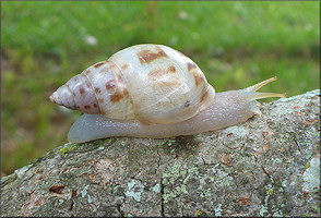 Drymaeus dormani (W. G. Binney, 1857) Manatee Treesnail