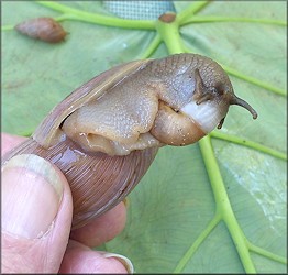 Euglandina rosea (Frussac, 1821) Feeding On Bradybaena similaris (Frussac, 1821)