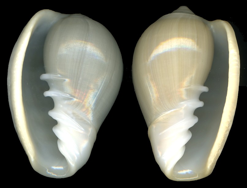 Cryptospira ventricosa (G. Fischer, 1807) Sinistral