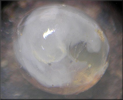 Deroceras laeve (Mller, 1774) Meadow Slug Egg