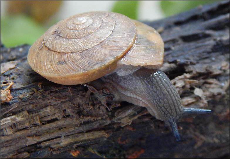 Ventridens eutropis Pilsbry, 1946 Carinate Dome